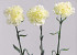 Carnation 60cm white