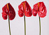 Anthurium 40cm - 10cm red