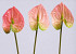 Anthurium 40cm - 10cm roze