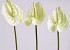 Anthurium 40cm - 10cm blanc