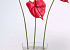 Flamingoblume 60cm - 16cm rot