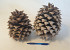 Digger Pine Cone diam.15-18cm