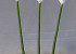 Calla 55cm blanc