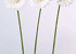 Gerbera 48cm creme