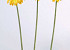 Gerbera 48cm orange-gelb