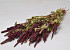 Bouquet Amaranthus Caudatus Rouge 70cm