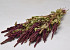 Hang Amaranthus Rood 70cm