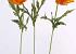 Coquelicot orange 60cm