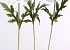 Klaproos wit 60cm
