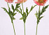 Klaproos oud roze 60cm