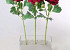 Renoncule 43cm cerise