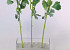 Ranonkel 43cm wit