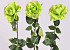 Rose 65cm green