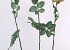 Rose half-open 84cm orange