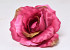 Rose D13cm Pink