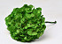 Hydrangea preserved Green D16cm