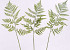Leatherleaf Fern 60cm green