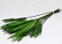 Papyrus Groen gepreserveerd 100gr