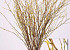 Bouleau Chatons Jaune 60cm 50Pack