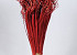 Curly Ting Red 300 Stems