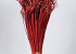 Curly Ting Rood 300 Stelen