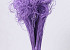 Curly Ting Lilac 300 Stems