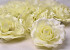 Rose D11cm Cream