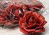 Rose Dark Red D11cm 
