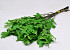 Feuille de Chêne Vert 50-60cm