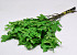 Oak Leaves Green 50-60cm