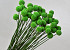 Craspedia Green, per stem