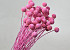 Craspedia Pink, per stem