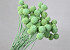 Craspedia Mint Green, per stem