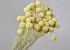 Craspedia pastel yellow, per stem