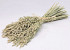 Droogboeket Haver 45cm plat
