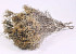 Bees Nest 30-50cm