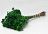 Arnica Green 40cm