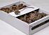 Brunia Albiflora 70-Pack