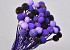 Craspedia Purple mix, per stem