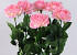 Rose Tropfen 70cm ultra rosa