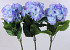 Hortensia Giant 75cm bleu