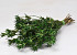 Nigella Orientalis 55cm Green