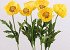 Klatschmohn 60cm Gelb