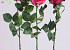 Rose half-open 84cm pink