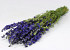 Delphinium Blauw 65cm