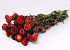 Bouquet Helichrysum Rouge 45cm