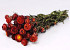 Helichrysum Rood 45cm