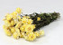 Helichrysum Pastel Gelb 45cm