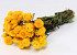Helichrysum Gelb 45cm