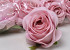 Rose Pink D9cm